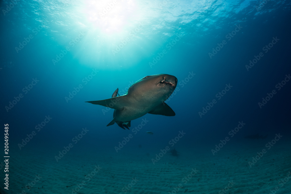 Obraz premium Nurse shark bahamas bimini