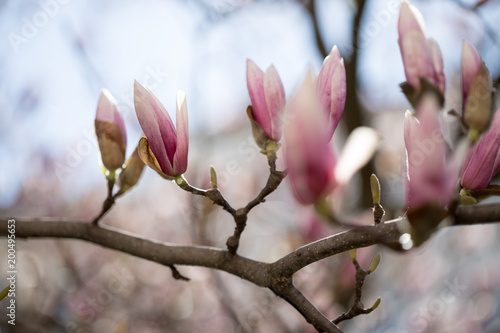 Rosa Magnolienblüten im Frühling 