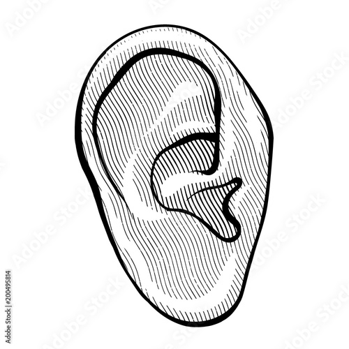 Human ear in engraved style