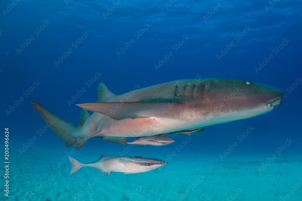 Fototapeta premium Nurse shark bahamas bimini