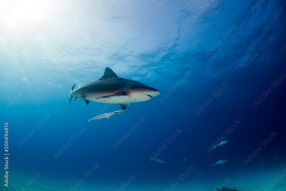 Obraz premium Bull shark Bahamas Bimini