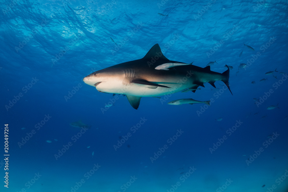 Fototapeta premium Bull shark Bahamas Bimini