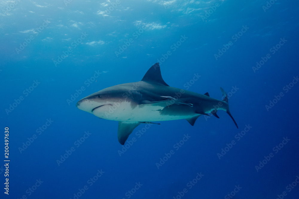 Fototapeta premium Bull shark Bahamas Bimini