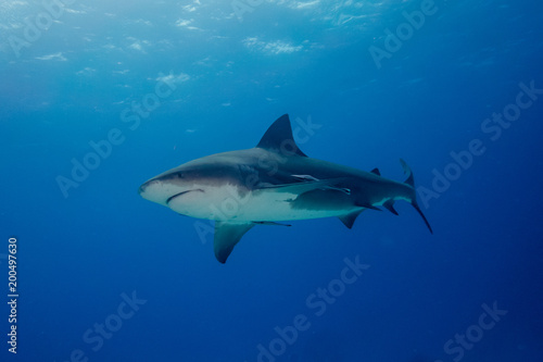 Bull shark Bahamas Bimini © hakbak