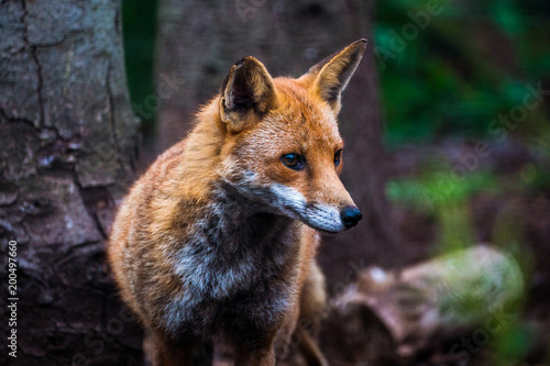 Red Fox © Z70 Photography