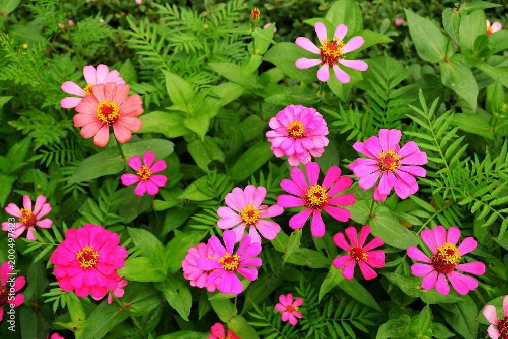 Zinnia violacea Cav. flower Zinnia violacea Cav. flower