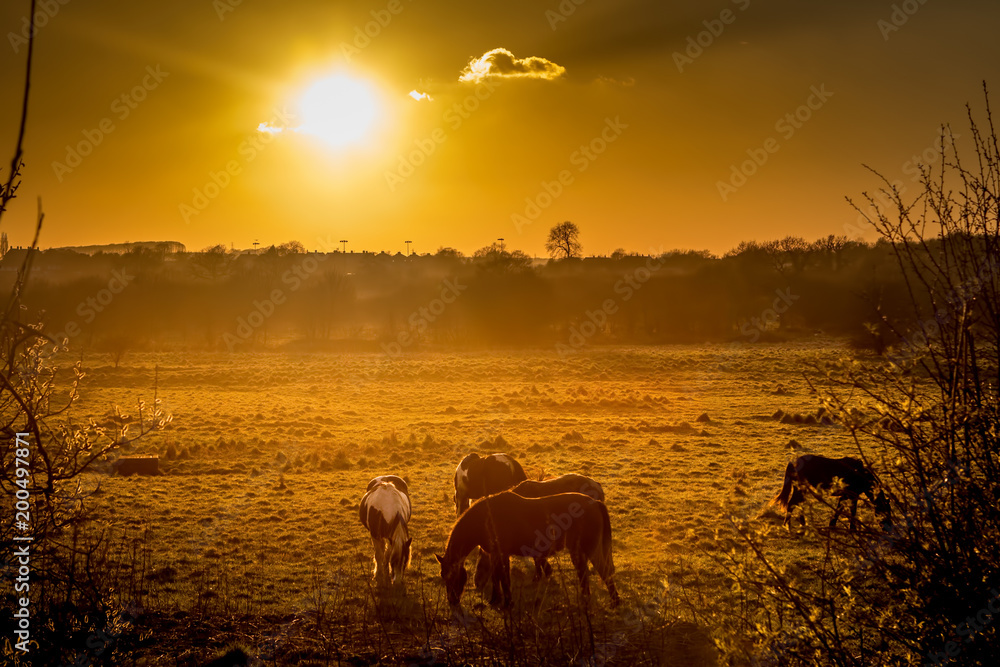 Naklejka premium Glowing Horses