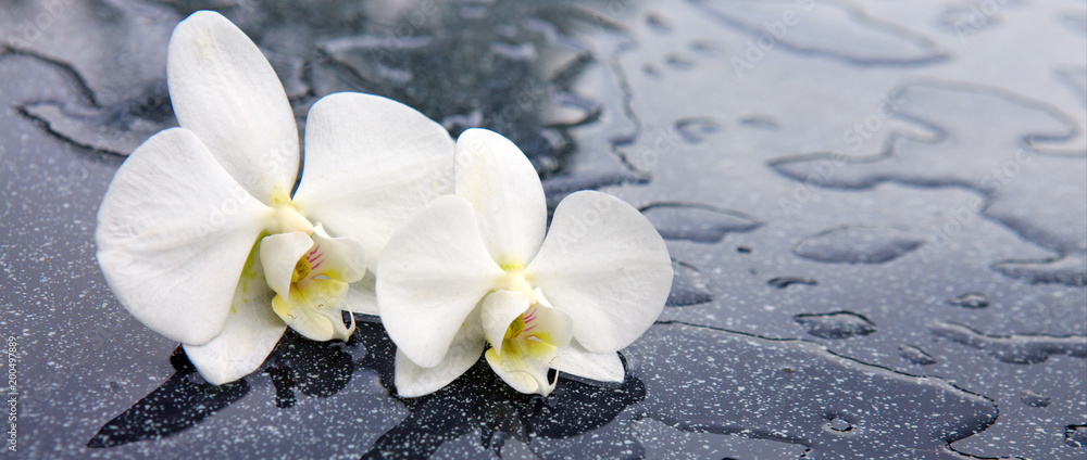 Fototapeta premium Dwa białe kwiaty orchidei.