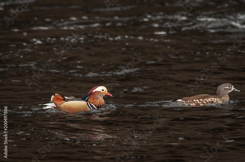 Wallpaper Mural A male Mandarin duck chases a female on dark water Torontodigital.ca