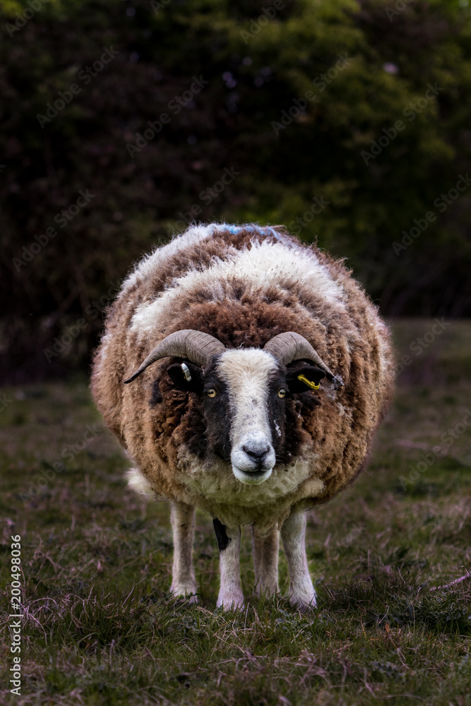 Obraz premium Looking for Trouble