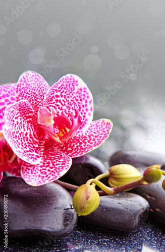 Zen basalt stones and pink orchid .