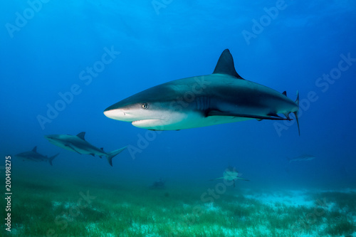 Reef Shark Bahamas © hakbak
