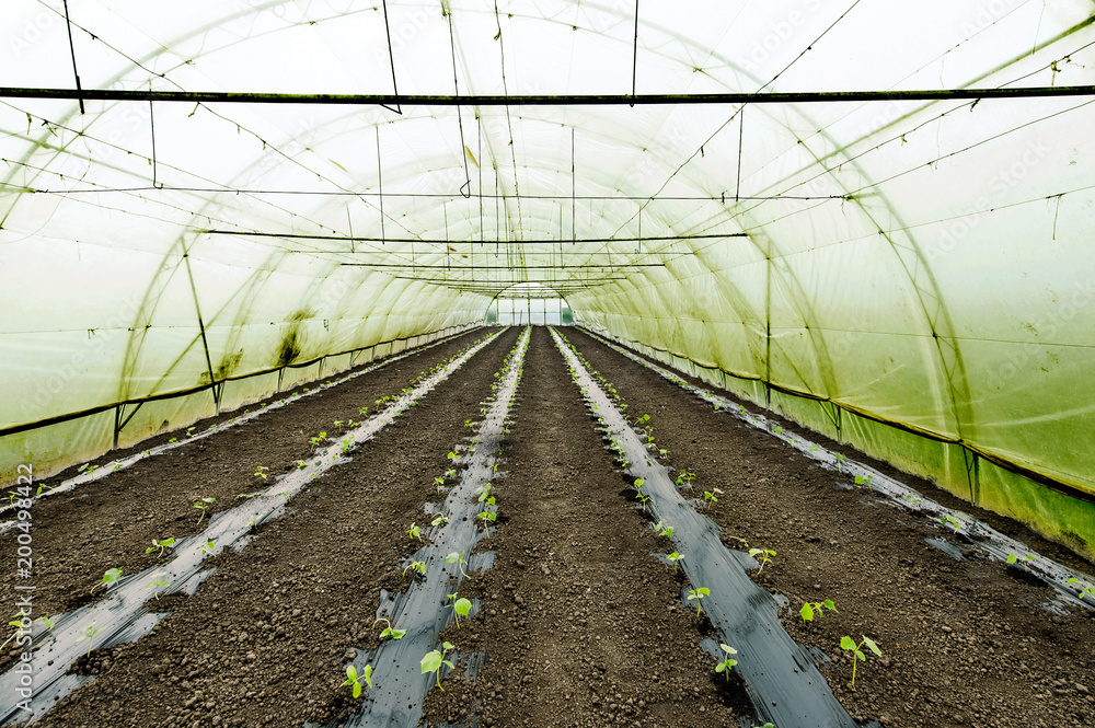 greenhouse in the planting process (cucumber) Stock Photo Adobe Stock