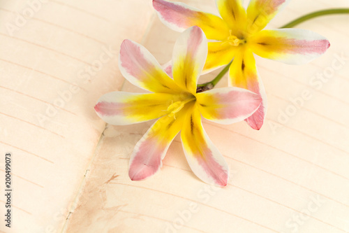 Colorful spring flowers  with blank open diary pages  closeup background.