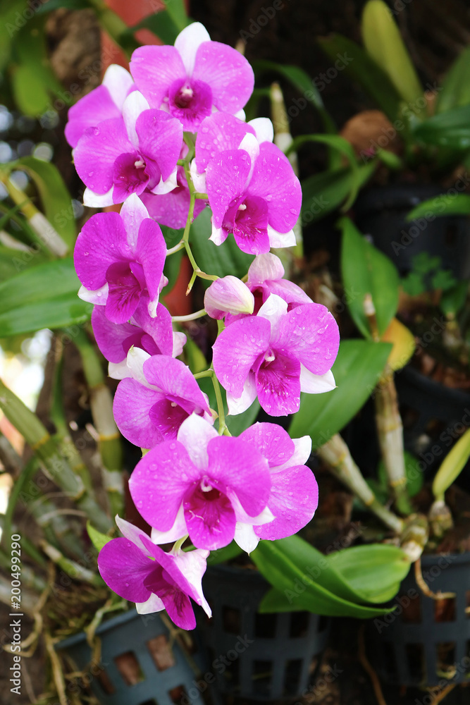 Purple Dendrobium Orchid Purple Dendrobium Orchid