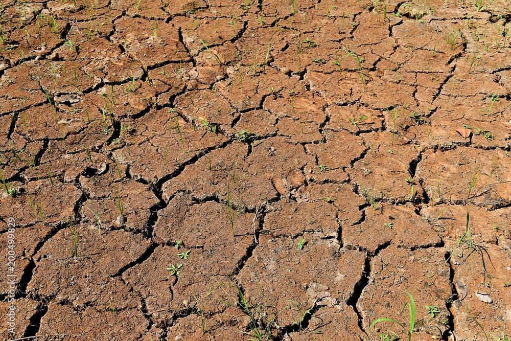 Fototapeta premium little plant on surface broken brown soil for background