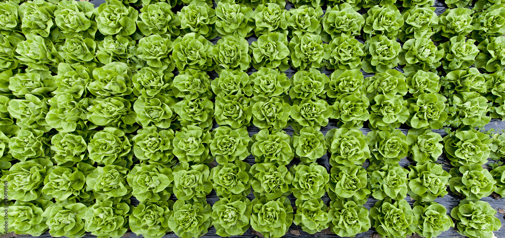 Greenhouse with salad plants Greenhouse with salad plants