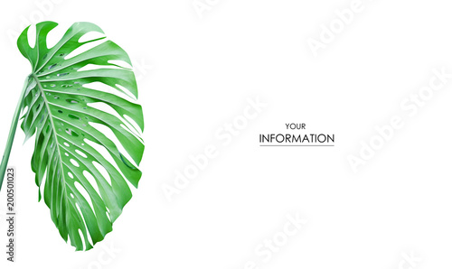 Tropical leaf green photo pattern