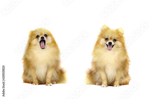 happy pomeranian on isolated white background