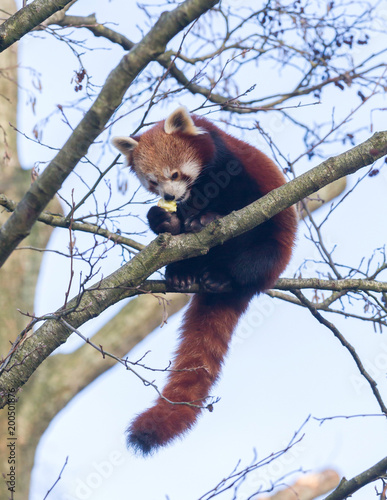 Red panda eating a apple © michaklootwijk