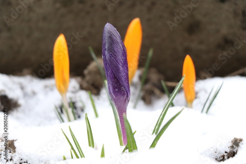 A growing, closed, purple blossom of Crocus through snow on spring photo