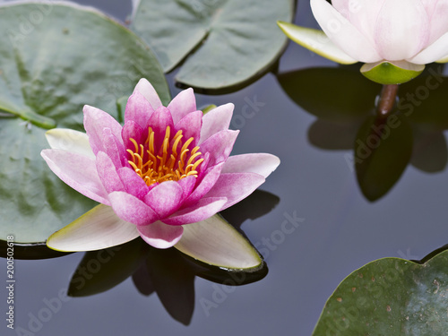 Close up of pink and white petals lotus or water lily floating on the surface of water in natural lake  river or swamp in natural park in Spring and Summer season