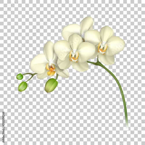 White orchid realistic transparent background. Tropical exotic flower. Vector illustration
