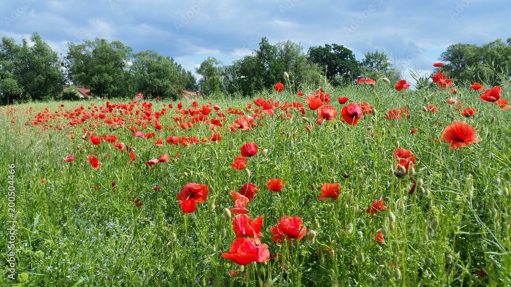 mak, pola, czerwień, kwiat, lato, mak, charakter, zieleń, kwiat, jary, krajobraz, kwiat, roślin, dzika, niebo, obszarów wiejskich, naturalny, błękit, kwiatowy mak, pola, czerwień, kwiat, lato, mak, charakter, zieleń, kwiat, jary, krajobraz, kwiat, roślin, dzika, niebo, obszarów wiejskich, naturalny, błękit, kwiatowy