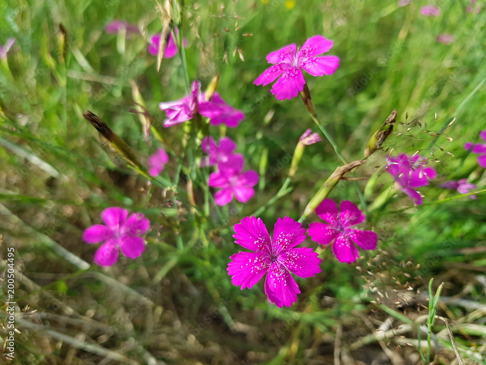 kwiat, kwiat, fiolet, roślina, zieleń, lato, flora, kwiat, pola, makro, beauty, fiolet, kwitnienie, kwiatowy, jasny, dzika, kwiatki kwiat, kwiat, fiolet, roślina, zieleń, lato, flora, kwiat, pola, makro, beauty, fiolet, kwitnienie, kwiatowy, jasny, dzika, kwiatki