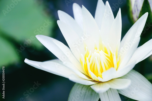 White lotus Flower