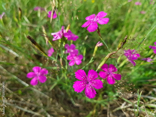 kwiat, kwiat, fiolet, roślina, zieleń, lato, flora, kwiat, pola, makro, beauty, fiolet, kwitnienie,  kwiatowy, jasny, dzika, kwiatki