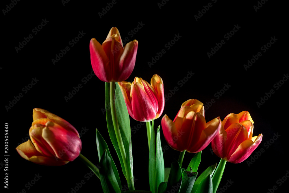 Spring easter tulips in bucket on background.