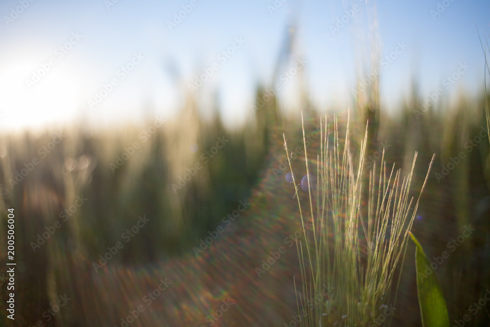 Fototapeta premium green wheat field and sunny day