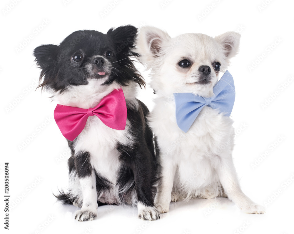 young chihuahuas in studio young chihuahuas in studio