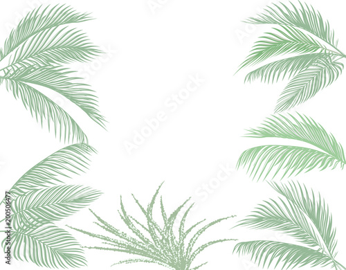 Leaves of tropical palms in pastel tones. Set. Monster, agave. Isolated on white background. illustration © lily_studio