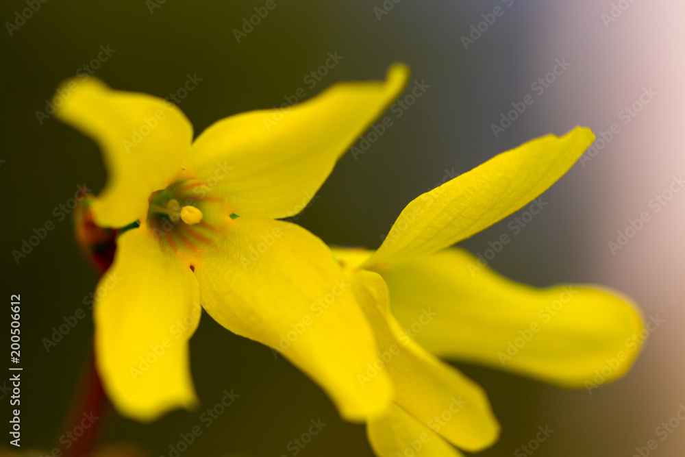 spring yellow flowers on green background. textures spring yellow flowers on green background. textures