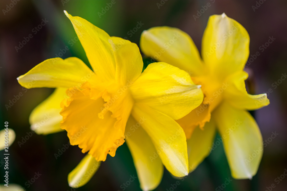 spring yellow flowers on green background. textures spring yellow flowers on green background. textures