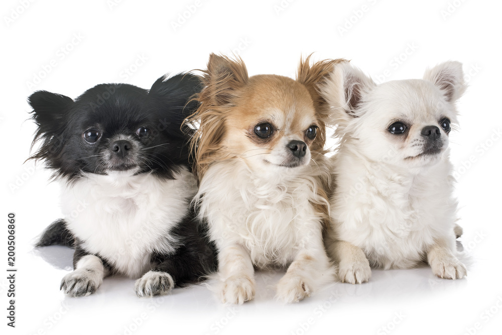 young chihuahuas in studio