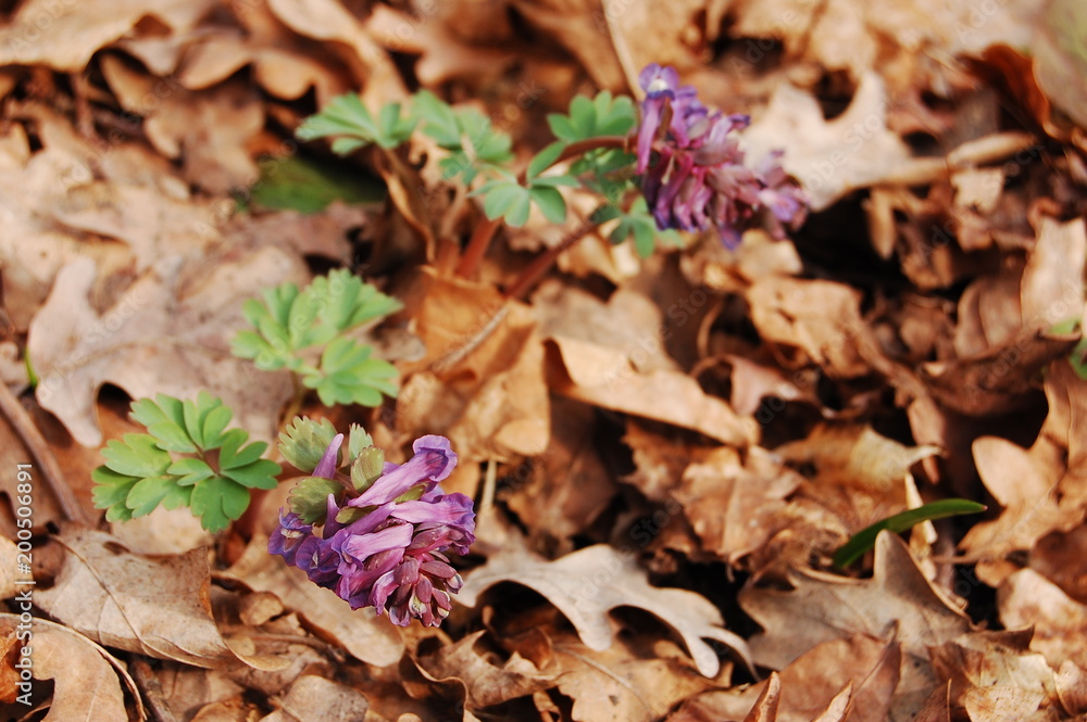 Fototapeta premium Corydalis cava, Hollow Corydalis