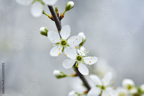 Beautiful Flowering fruit trees with blurred background. Spring garden. Early flowering in the spring garden.