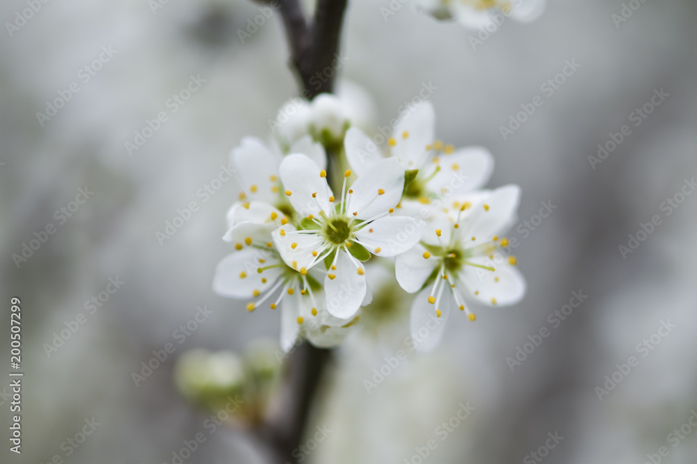 Beautiful Flowering fruit trees with blurred background. Spring garden. Early flowering in the spring garden. Beautiful Flowering fruit trees with blurred background. Spring garden. Early flowering in the spring garden.