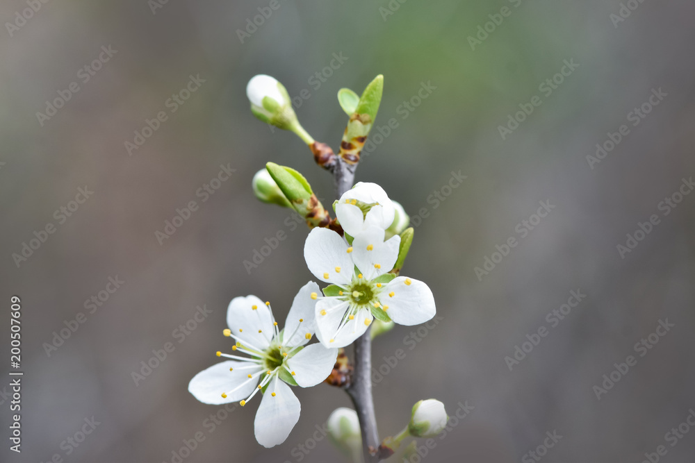Beautiful Flowering fruit trees with blurred background. Spring garden. Early flowering in the spring garden. Beautiful Flowering fruit trees with blurred background. Spring garden. Early flowering in the spring garden.