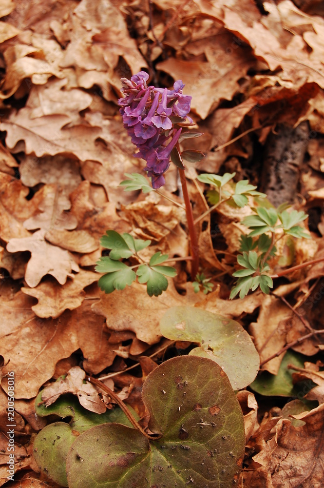 Corydalis cava, Hollow Corydalis, Corydalis cava, Hollow Corydalis,