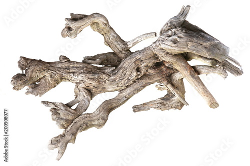 Dried tree root isolated on white background. Piece of old wood. Dried dead snag.