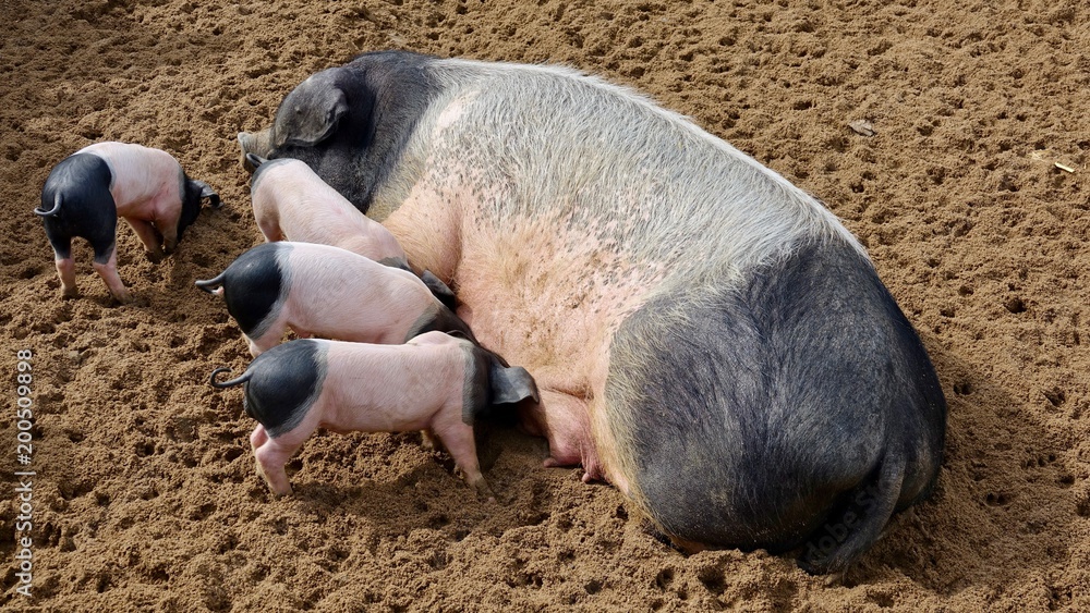 Schwein rosa-Schwarz, Muttersau und Ferkel Schwein rosa-Schwarz, Muttersau und Ferkel