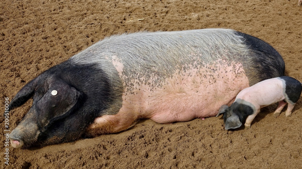 Schwein rosa-Schwarz, Muttersau und Ferkel Schwein rosa-Schwarz, Muttersau und Ferkel
