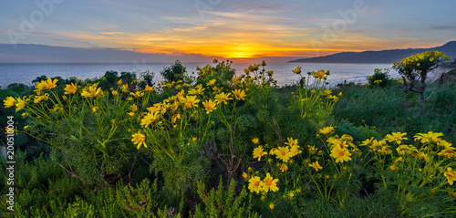 wildflowers sunset