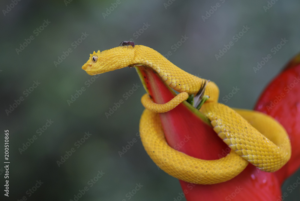 Fototapeta premium Eyelash Viper - Bothriechis schlegelii, beautiful colored venomous pit viper from Central America forests, Costa Rica