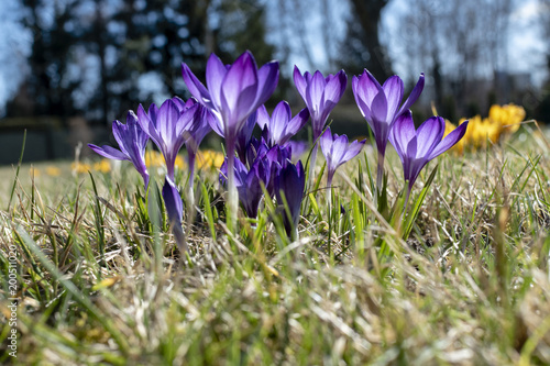 Fototapeta Naklejka Na Ścianę i Meble -  Purple and yellow blossoms of crocuses (Colchicum autumnale) on a meadow in the sunshine