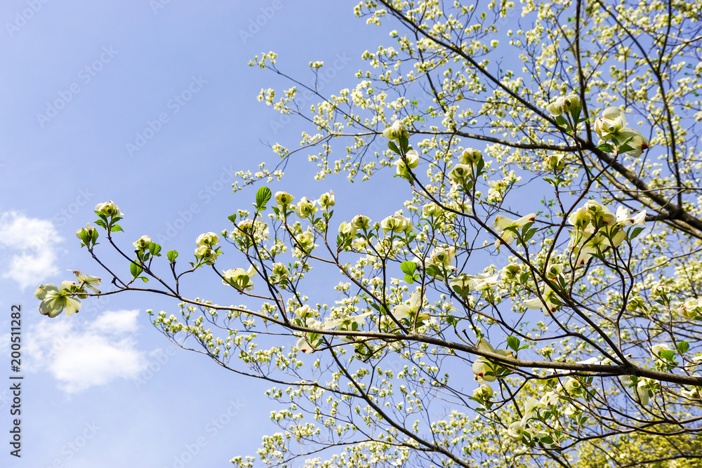 Delicate spring cherry blossom flowers Delicate spring cherry blossom flowers